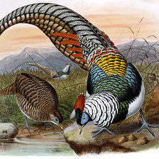 Схема вышивки «Серия "Птицы". Фазаны»