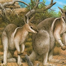 Схема вышивки «дикие»