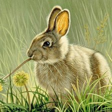 Схема вышивки «дикие»