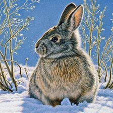 Схема вышивки «дикие»