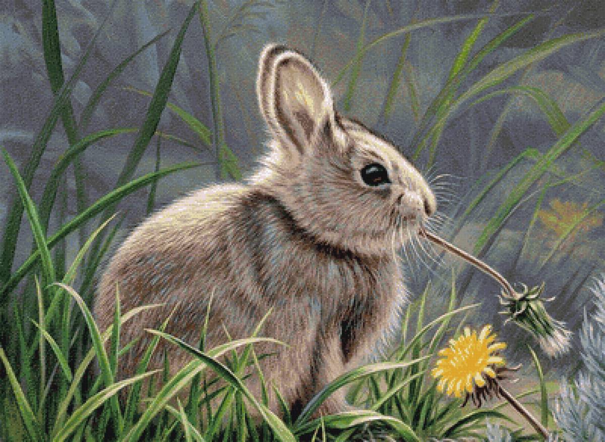 дикие - предпросмотр