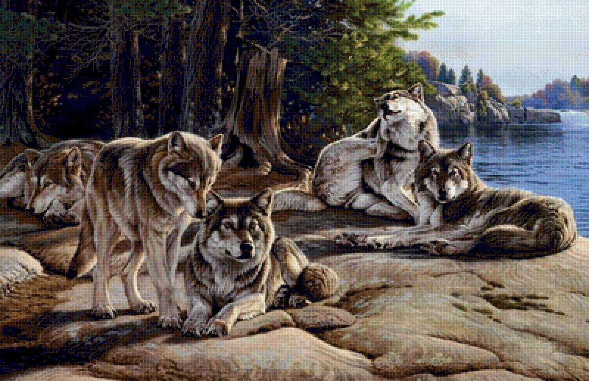 дикие - предпросмотр