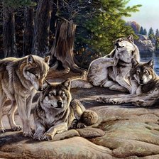 Схема вышивки «дикие»