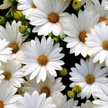 Схема вышивки «Ромашки»