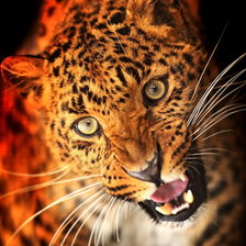 Схема вышивки «Леопард»