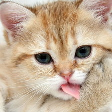 Схема вышивки «Котенок»