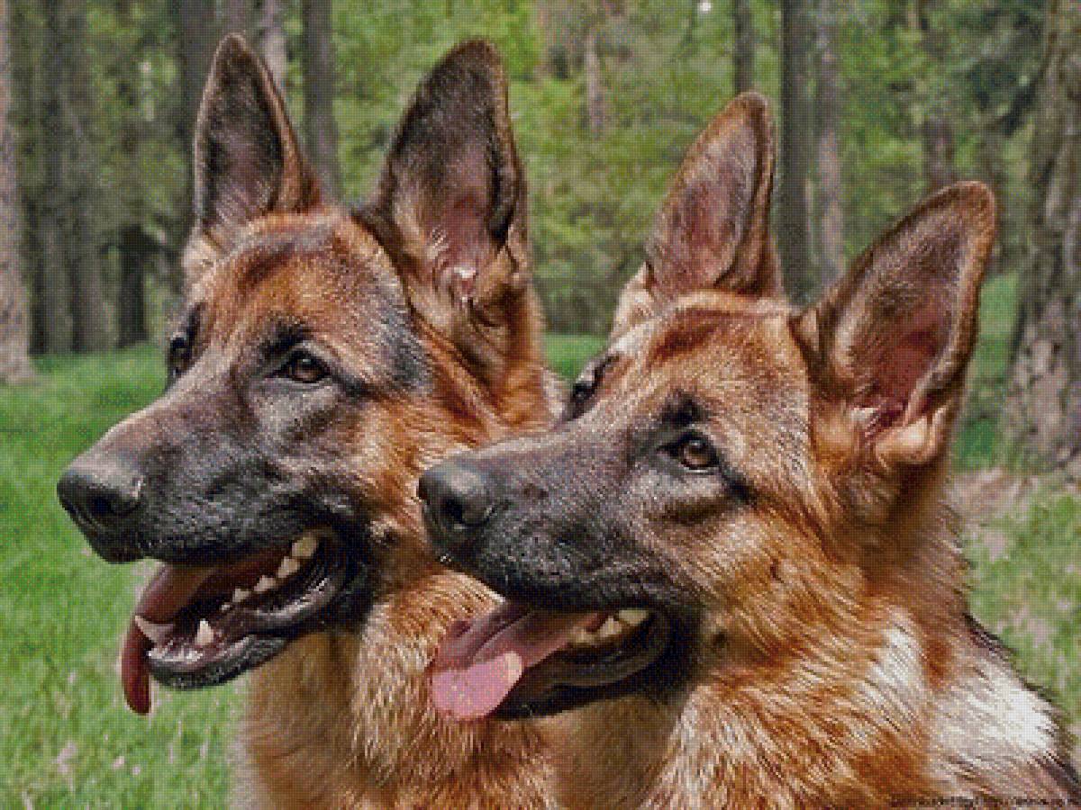 Собаки - предпросмотр