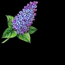 Схема вышивки «Ветка сирени»