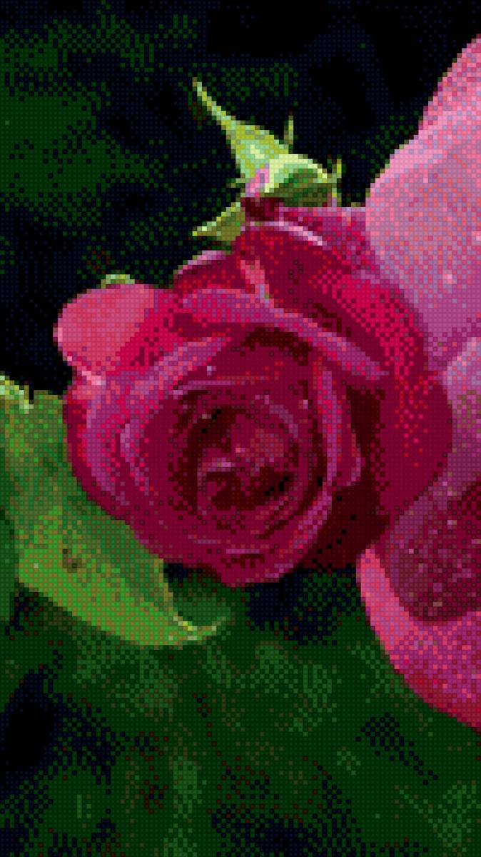 Роза - предпросмотр