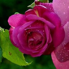 Схема вышивки «Роза»