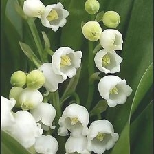 Схема вышивки «ландыши»