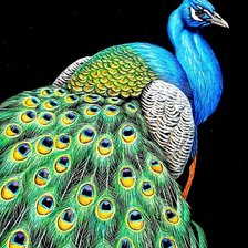 Схема вышивки «Павлин»