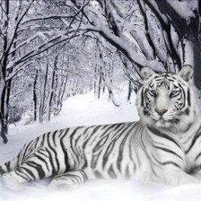 Схема вышивки «тигр»