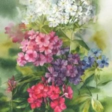 Схема вышивки «Флокс»