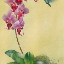 Схема вышивки «Орхидея»