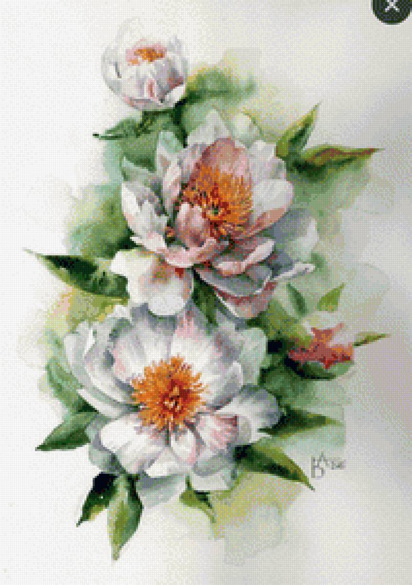 Магнолия - предпросмотр