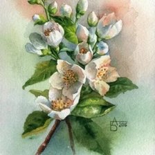 Схема вышивки «Жасмин 2»