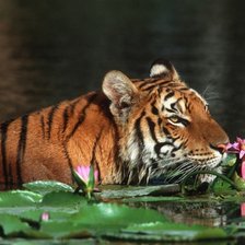 Схема вышивки «тигр»