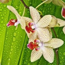Схема вышивки «ОРХИДЕЯ»