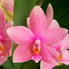 Схема вышивки «ОРХИДЕЯ»