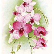 Схема вышивки «ОРХИДЕЯ»