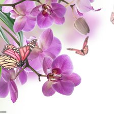 Схема вышивки «Розовый вечер»