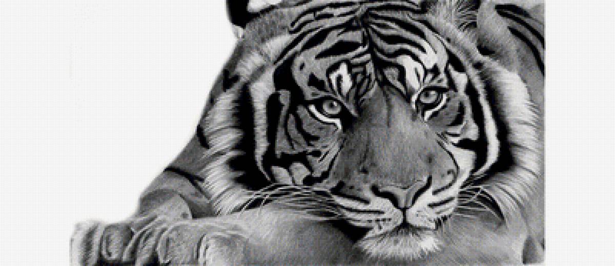 Тигр - животные, звери - предпросмотр