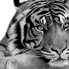 Схема вышивки «Тигр»