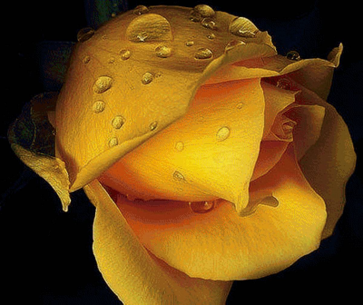 розы - предпросмотр