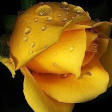 Схема вышивки «розы»