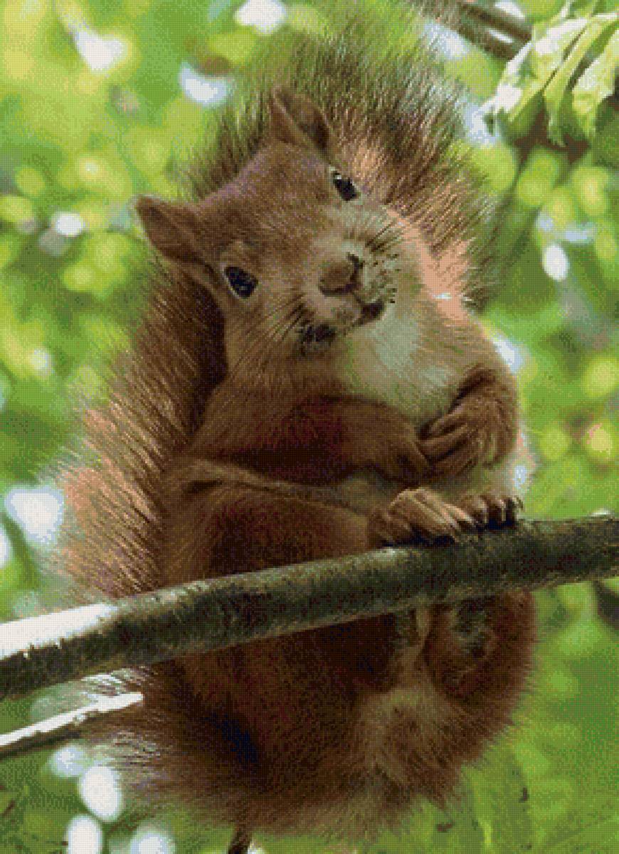 белка - предпросмотр