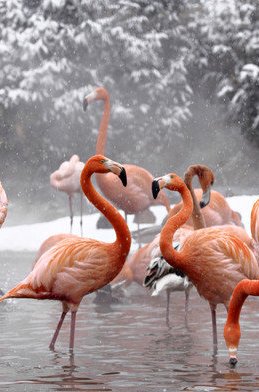 фламинго зимой - оригинал