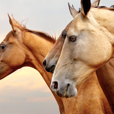 Схема вышивки «лошади»