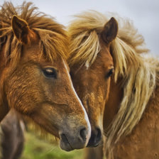 Схема вышивки «лошадь»