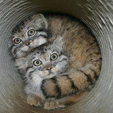 Схема вышивки «Дикие»