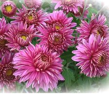 Схема вышивки «№1831127»