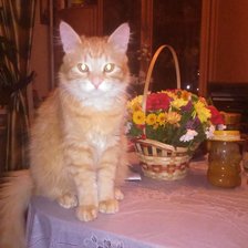 Схема вышивки «Кот Вениамин»