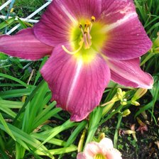 Схема вышивки «Лилейник»