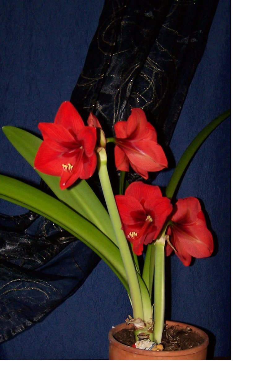 Цветок - интерьер. цветок, растения - оригинал