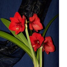 Схема вышивки «Цветок»