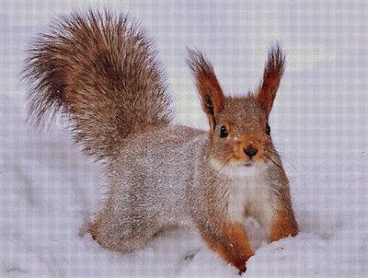 Белка на снегу - предпросмотр