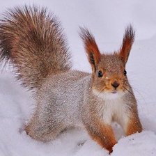 Схема вышивки «Белка на снегу»