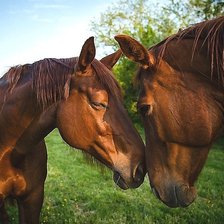 Схема вышивки «кони»