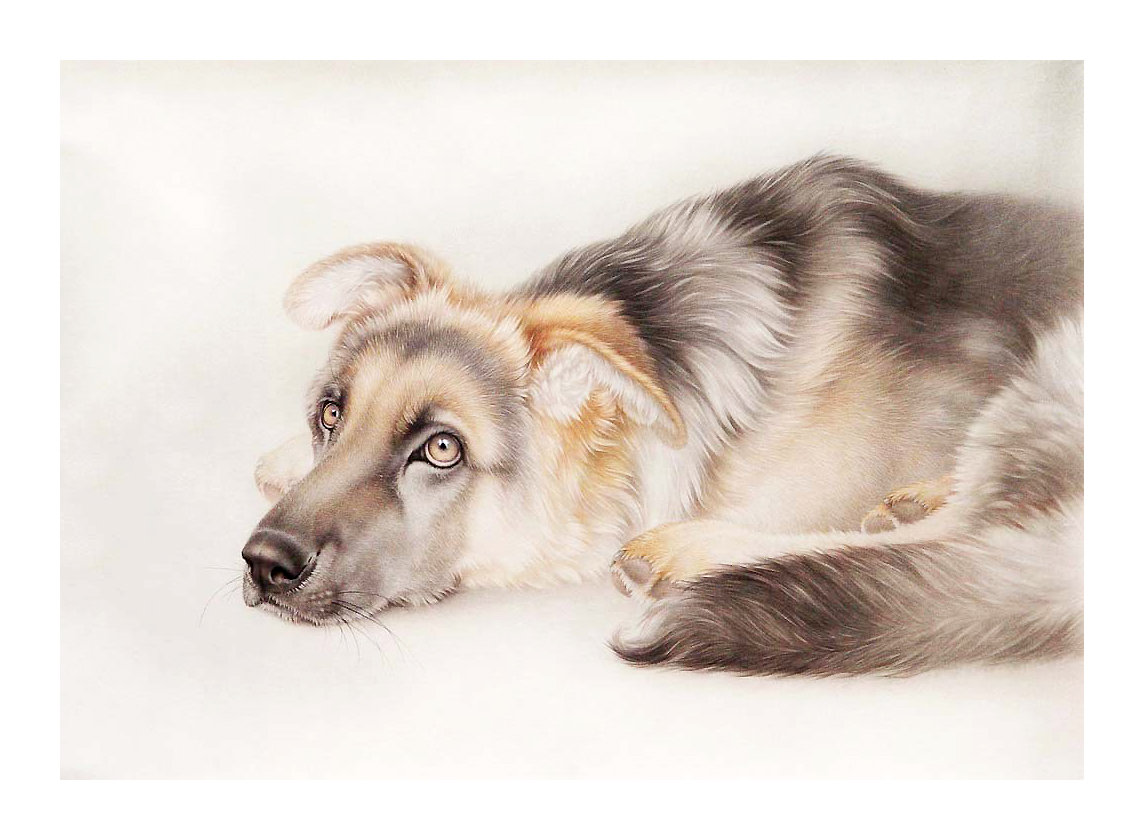 Серия "Собаки". - собаки, животные - оригинал