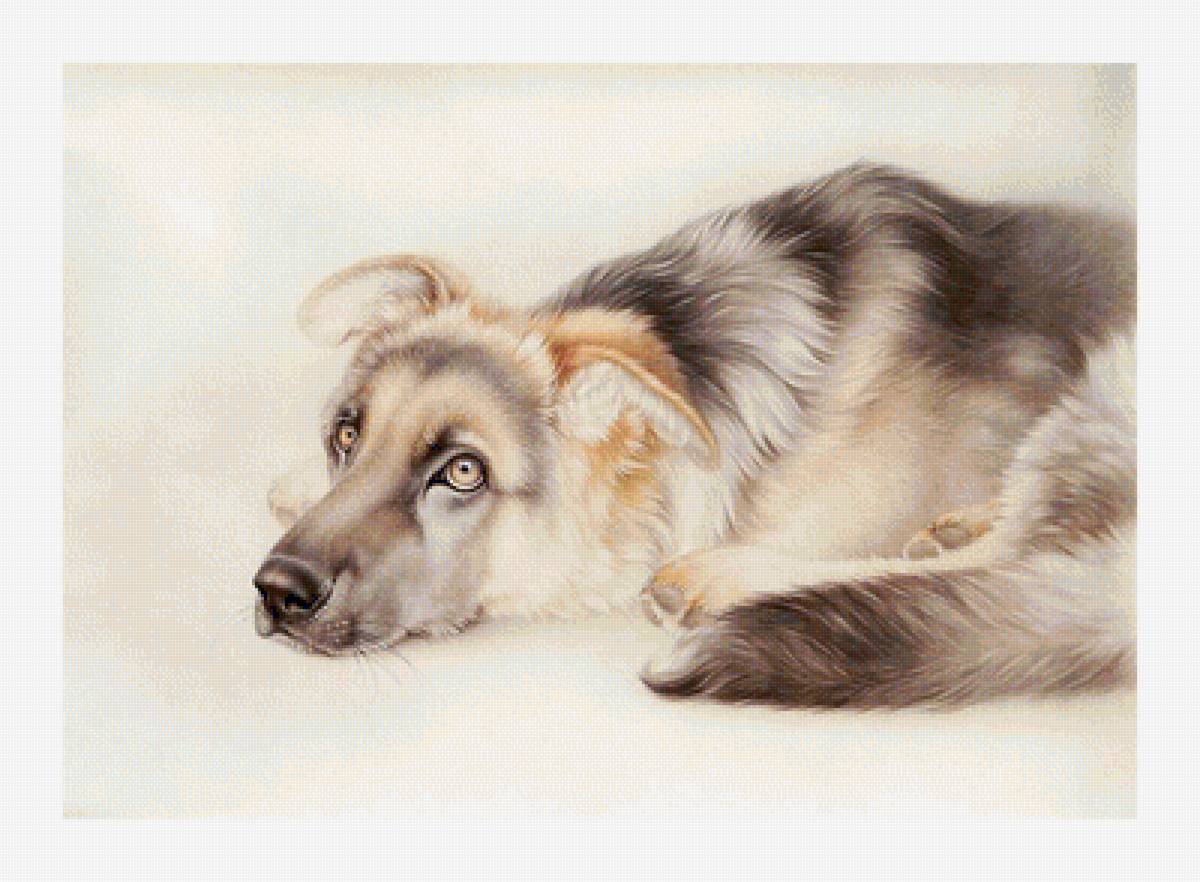 Серия "Собаки". - животные, собаки - предпросмотр