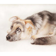 Схема вышивки «Серия "Собаки".»