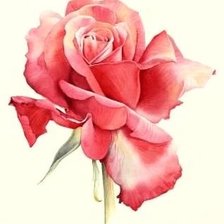 Схема вышивки «Роза»