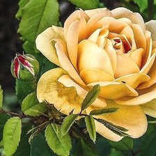 Схема вышивки «№1831795»