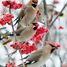 Схема вышивки «Свиристели прилетели»