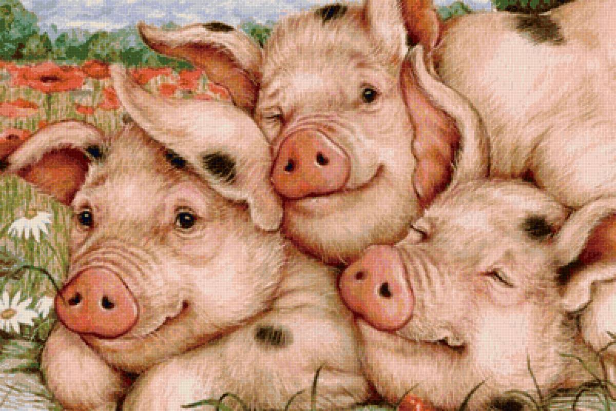 свинки - предпросмотр